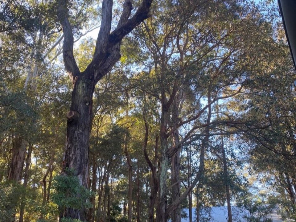 Mature trees in a Vale of Glamorgan parkland setting due for routine re-inspection