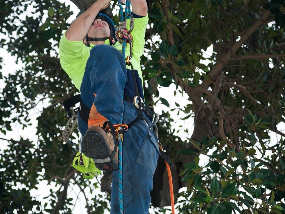 Qualified arborist working in a mature tree during an Enviro Trees UK survey in Vale of Glamorgan